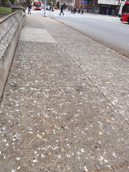 Sidewalk evidence of the crow roost near St. Paul's Cathedral, Nov 14, 2017 (photo by Claire Staples)