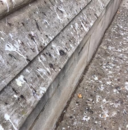 Evidence of the crow roost near St. Paul's Cathedral, Nov 14, 2017 (photo by Claire Staples)