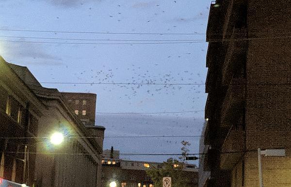 Crows fly at dusk, Fifth Avenue in Oakland neighborhood of Pittsburgh, Nov 2017 (photo by Kate St.John)