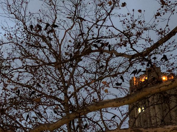 Crows gathering to roost in a tree near the Cathedral of Learning, Pittsburgh, Nov 2017 (photo by Kate St.John)