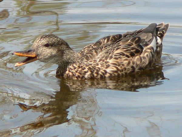 Female gadwall (photo by Walter Siegmund via Wikimedia Commons)