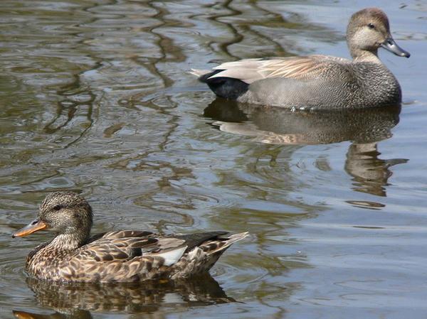 Gadwall female and male (photo by Walter Siegmund via Wikimedia Commons)