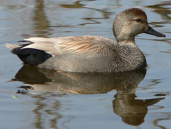 Male gadwall (photo by Walter Siegmund via Wikimedia Commons)