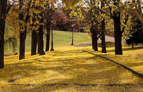 Ginkgo trees make a bright yellow carpet of leaves, 11 Nov 2017, 10:30am (photo by Kate St. John)