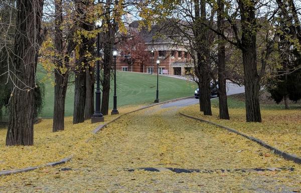 Ginkgo trees with considerably fewer leaves, 11 Nov 2017, 4:30pm (photo by Kate St. John)