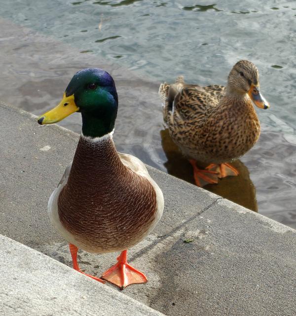 Mallard pair in Oregon (photo from Wikimedia Commons)