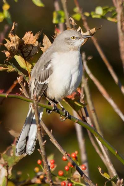 Northern mockingbird (photo by Don Weiss)