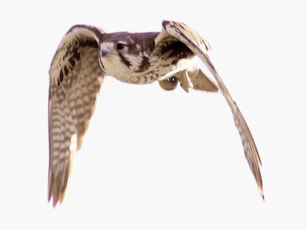 Prairie falcon in Colorado (photo by Pat Gaines on Flickr, Creative Commons license)