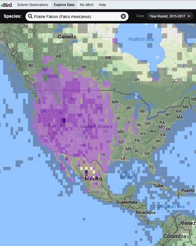 eBird range map of Prairie falcon, 2015-2017