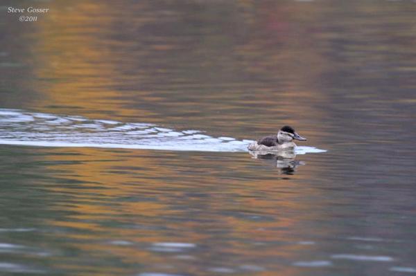 Ruddy duck (photo by Steve Gosser)