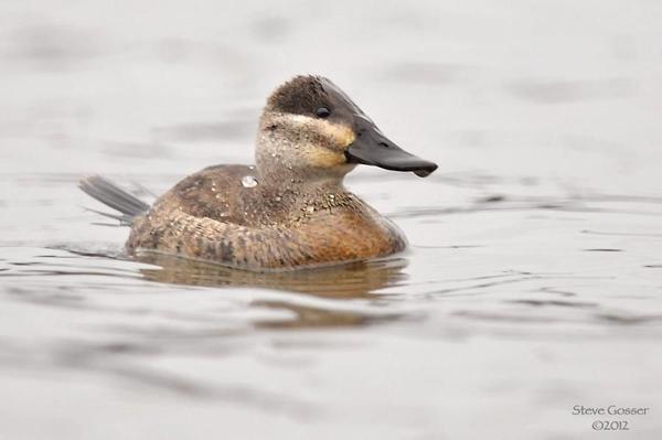Female ruddy duck (photo by Steve Gosser)