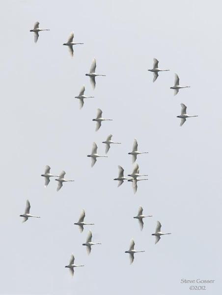 Tundra swans in flight (photo by Steve Gosser)