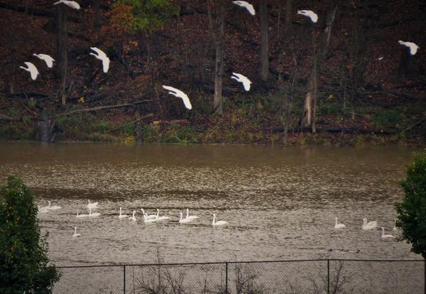 Tundra swans landing at Crooked Creek, 7 Nov 2017 (photo by Marge Van Tassel)