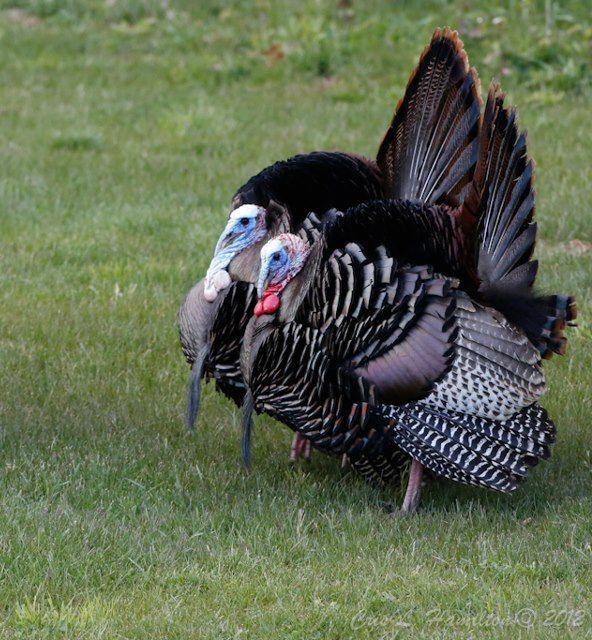 Wild turkeys displaying (photo by Cris Hamilton)