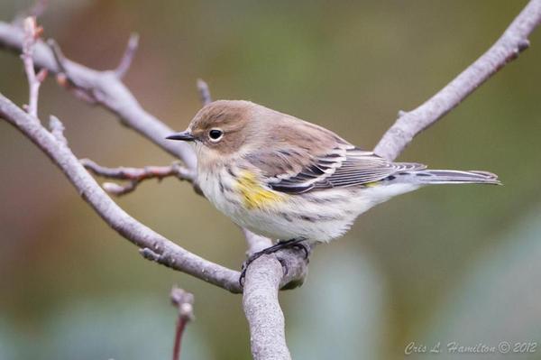 Yellow-rumped warbler in autumn (photo by Cris Hamilton)