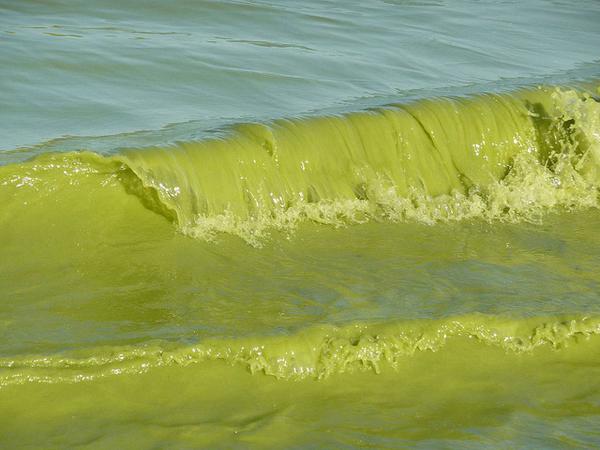 Algal bloom on Lake Erie at Point Pelee (photo by NOAA Great Lakes Environmental Research Lab)