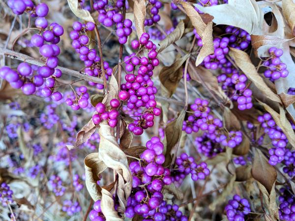 Beautyberries in a garden, November 2017 (photo by Kate St. John)