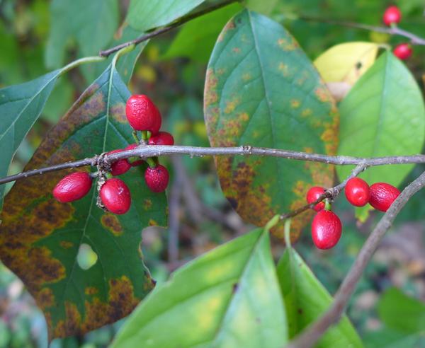 Spicebush fruit, Fall 2017 (photo by Kate St. John)