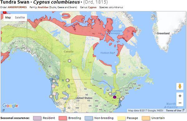 Map of Tundra Swan breeding, migration and wintering in North America (from Xeno Canto with location of recordings)