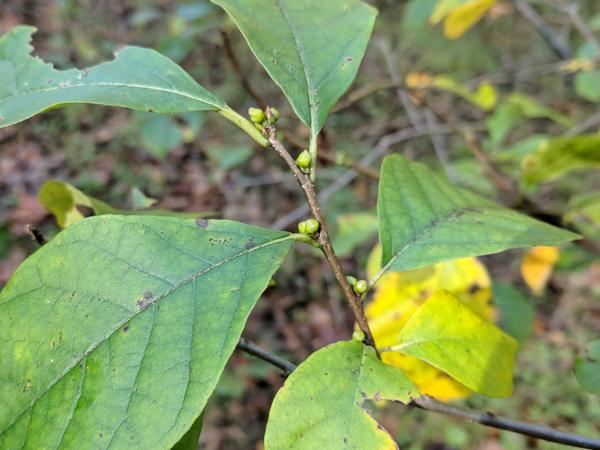 Spicebush without fruit, just buds, Fall 2017 (photo by Kate St. John)
