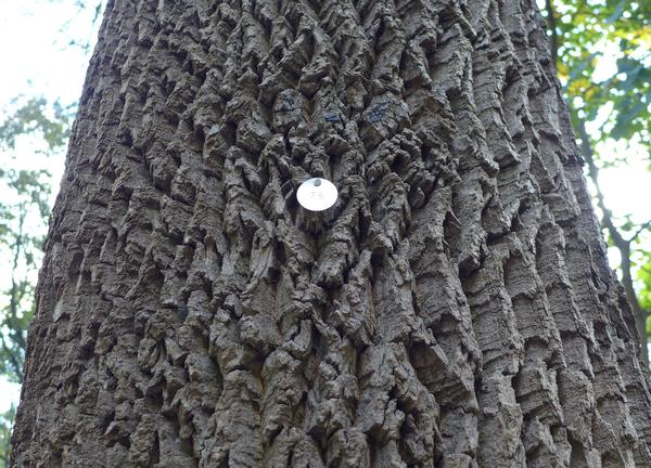 White ash tree with tag indicating it is treated for emerald ash borer (photo by Kate St. John)