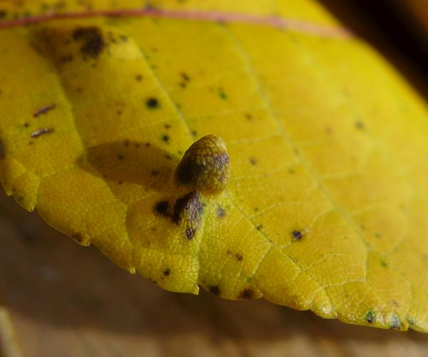 Gall on black walnut leaf, 2 Nov 2017 (photo by Kate St.John)