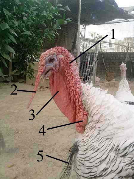 Diagram of a turkey's head and chest ornaments (image from Wikimedia Commons)