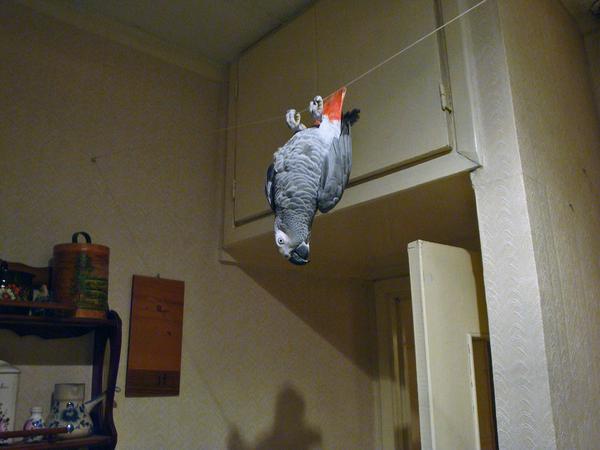 An African Grey Parrot (pet) hanging upside down on an indoor clothesline (photo from Wikimedia Commons)