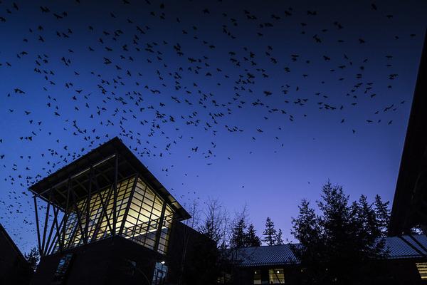 Crows swirl above the University of Washington, Bothell (photo courtesy Univ Washington, Bothell)