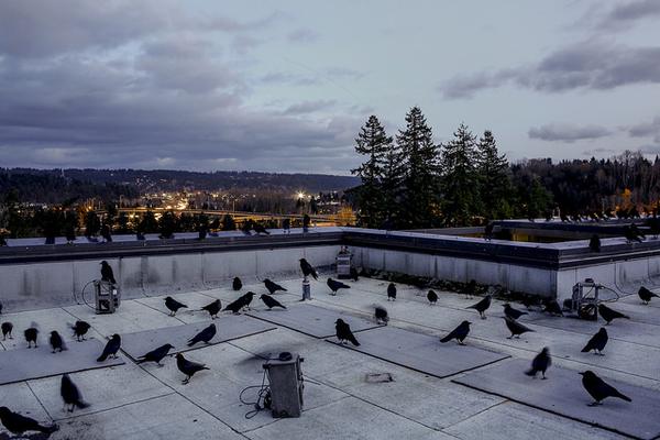 Crows on the roof of Discovery Hall near acoustic equipment (photo courtesy Univ Washington, Bothell)