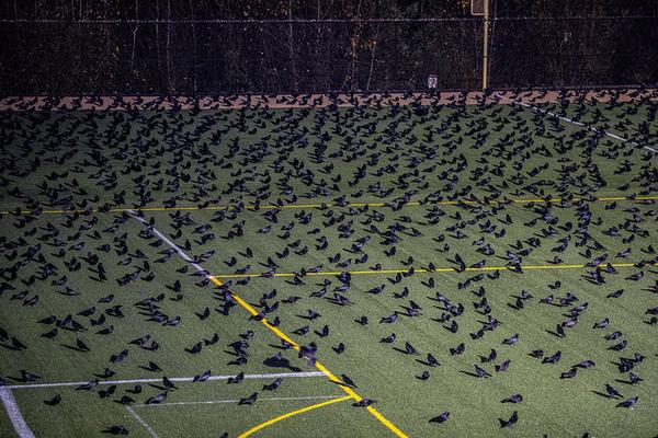 Crows on the practice field at dusk, Univ of Washington, Bothell (photo courtesy Univ Washington, Bothell)