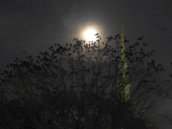 Crows roosting in the trees near Heinz Chapel, 1 Dec 2017 (photo by Kate St. John)