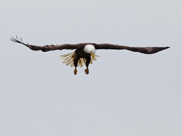 Bald eagle hunting (photo by Chuck Tague)