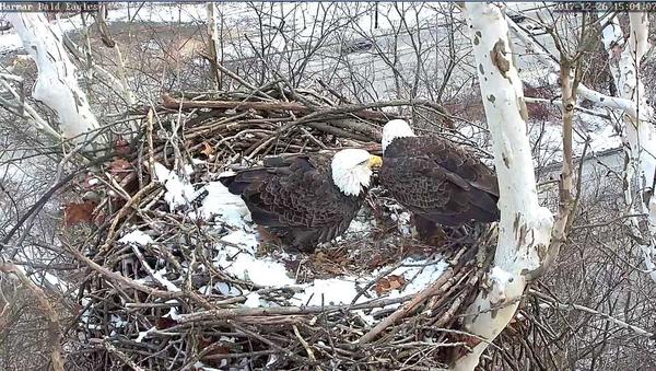 Bald Eagles at the Harmar nest, 26 Dec 2017, 3:04p (photo from the ASWP Harmar bald eagle cam)