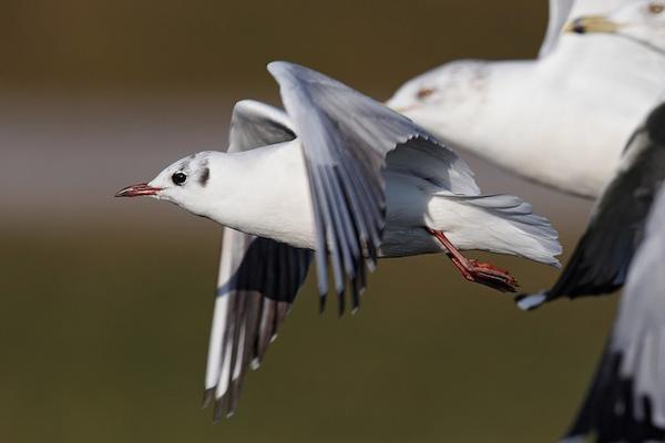 Black-headed gull, Moraine State Park, 3 Dec 2017 (photo by Geoff Malosh)