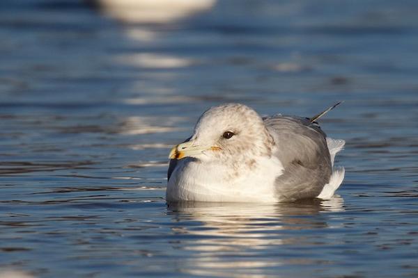 California gull, Moraine State Park, 3 December 2017 (photo by Geoff Malosh)