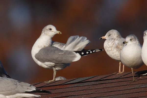 California gull among ring-billed gulls, Moraine State Park, 3 December 2017 (photo by Geoff Malosh)