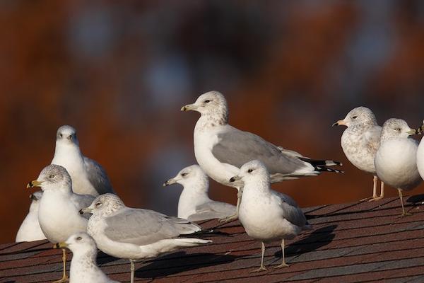 California gull among ring-billed gulls, Moraine State Park, 3 December 2017 (photo by Geoff Malosh)