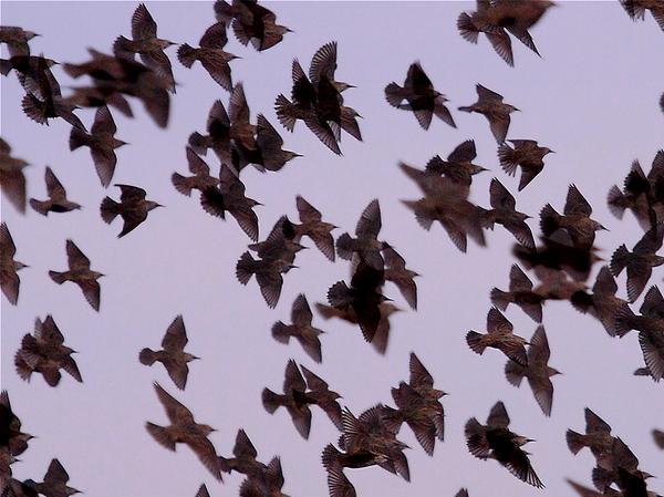 European starling flock (photo by Pat Gaines via Flickr)