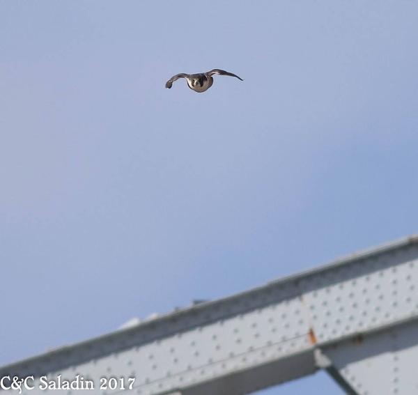 Peregrine falcon, Keystone, heading for prey at Heritage Park, Cleveland, Ohio (photo by Chad+Chris Saladin)