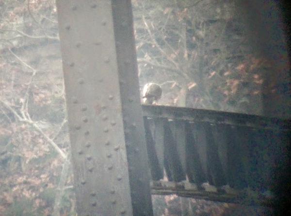 The back of a peregrine, plucking and eating prey on the Monaca-Beaver railroad bridge over the Ohio River (photo by Kate St. John)