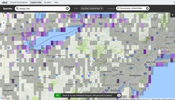 Map of snowy owl sightings in/near Pennsylvania, 1-8 Dec 2017 (screenshot from eBird)