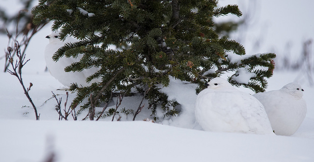 Willow ptarmigan, East Kootenay, BC, Canada, Nov 2017 (photo by Dan Arndt)