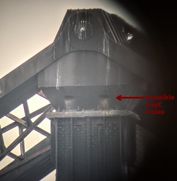 Central tower on Monaca-Beaver railroad bridge over the Ohio River, arrow shows possible nesting holes (photo by Kate St.John)
