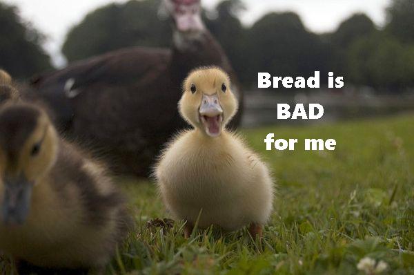 Duckling awaiting bread (photo by Jourdain Nicolas via Flickr, Creative Commons license)