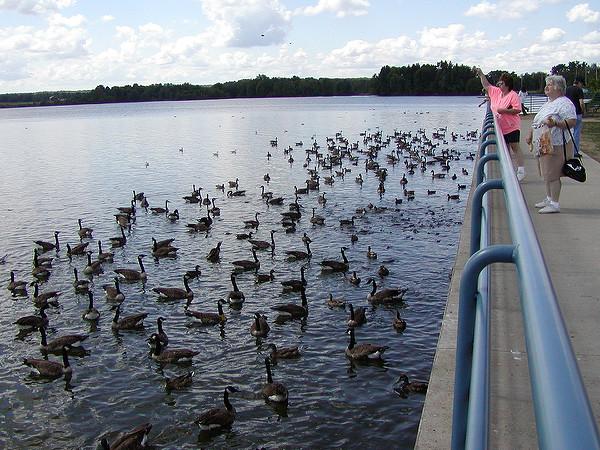 Tossing bread to fish, ducks and geese at Pymatuning Spillway area (photo by Brian Byrnes via Flickr, Creative Commons license)