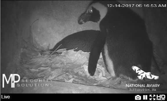 Penguins Sidney and Bette wait for their eggs to hatch at the National Aviary, 14 Dec 2017 (screenshot from African Penguin Nestcam)