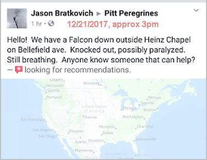 Report of downed red-tail to PittPeregrines from Jason Bratkovich (screenshot courtesy Peter Bell at PittPeregrines)