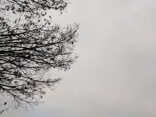 Overcast sky above a bare tree, Pittsburgh, PA, 11 Dec 2017 (photo by Kate St. John)