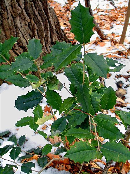 Holly along the Turkey Hill Trail in Lancaster County, PA